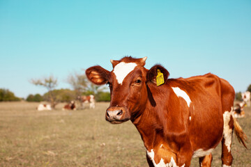 Red cow grazing in the meadow. Close-up of the muzzle of a cow. Bull, calf, livestock. Symbol of 2021. Summer concept.