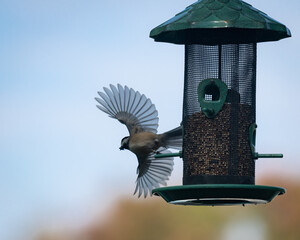 Closeup image of a Chickadee song bird with a seed in its beak and its wings spread symmetrically wide at the instant of it taking flight from a bird feeder.