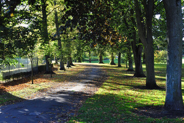 Empty Footpath & Trees in Public Park 