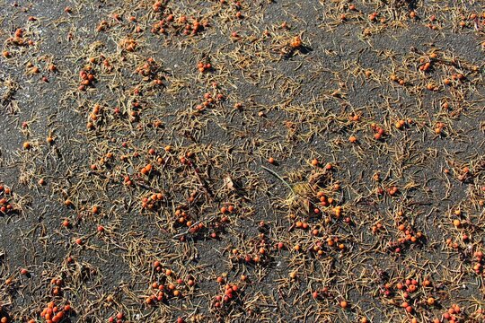 Madrona berries fell on the pavement by autumn storm