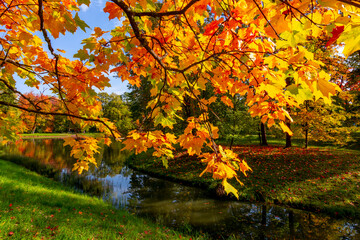 Maple leaves in autumn in Alexander park, Pushkin (Tsarskoe Selo), Saint Petersburg, Russia
