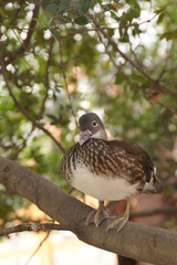 木に雌のオシドリ
