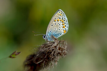 Macro shots, Beautiful nature scene. Closeup beautiful butterfly sitting on the flower in a summer garden.