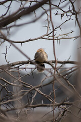 Little beautiful bird in a tree with torns