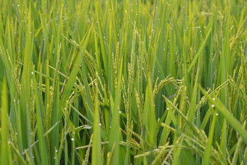 green rice background