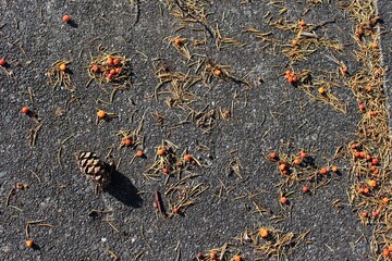 Madrona berries fell on the pavement by autumn storm