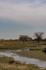 trees in the field with a little river