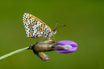 Macro shots, Beautiful nature scene. Closeup beautiful butterfly sitting on the flower in a summer garden.