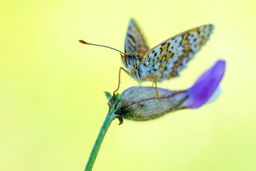 Macro shots, Beautiful nature scene. Closeup beautiful butterfly sitting on the flower in a summer garden.