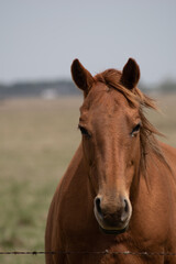 brown horse in the field