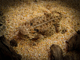 lagarto cornudo en arena del desierto 