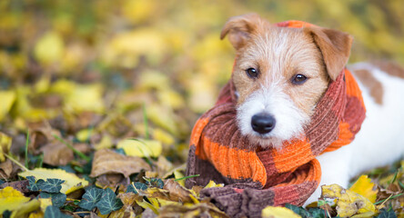 Cute happy jack russell terrier pet dog puppy wearing an orange scarf and looking in the autumn leaves. Fall, thanksgiving banner.