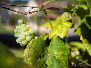 White grapes