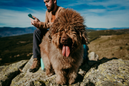 Bearded man with Labradoodle sitting on rock and browsing smartphone during trip through Puerto de la Morcuera mountains in Spain
