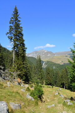 Typical landcsape in the mountains and forests of Transylvania. Bucegi Massif, Carpathian Mountains, Romania