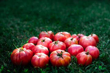 Bunch of fresh ripe red organic tomatoes placed on green grass in garden in summer day