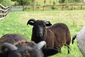 Group of sheep looking around and eating grass