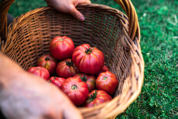 From above crop unrecognizable male gardener holding wicker bowl with fresh ripe red tomatoes during harvesting season in garden