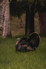 Horizontal image of male toms wild turkey displaying their plume of puffed feathers and red and blue gobble to prospective female mates in a green field with forest trees in the background.