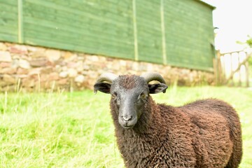 black sheep with brown eyes in a farm