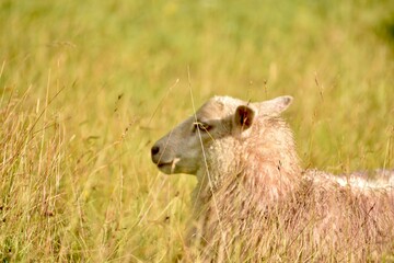 white sheep sitting within long grass