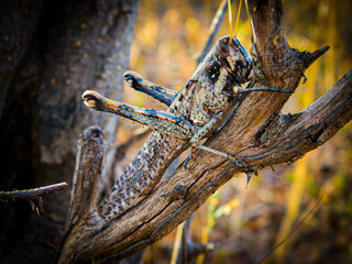 saltamontes cafe sobre rama en el campo  