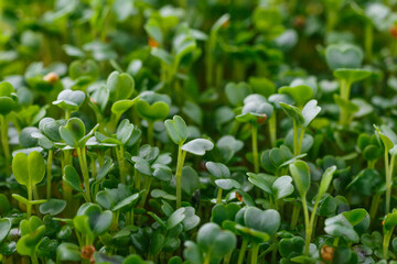 The microgreen in plastic trays for planting young plants. Microgreen are young vegetable green or sprouts, raw living sprouts vegetable germinated from quality organic plants seeds.