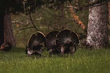 Horizontal image of male toms wild turkey displaying their plume of puffed feathers and red and...