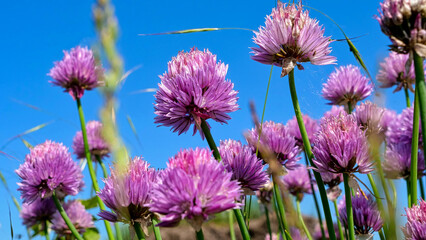 Obraz premium Nice Purple Blooming Clovers On The Field With Beautiful Sky Background