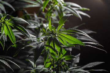 Mature marijuana plant with bud and leaves. Marijuana plant texture on an indoor cannabis farm.The concept of Indoor grow marijuana. marijuana for recreational purposes.