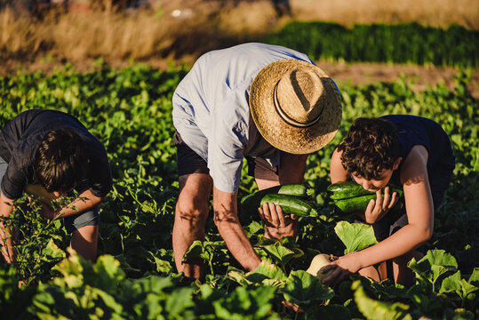 Unrecognizable male farmer in hat working in field with kids and together picking ripe zucchini in summer day in countryside