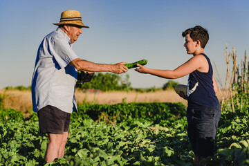 Side view of senior man in straw hat giving ripe green zucchini to grandson while harvesting vegetables together in sunny summer day in countryside