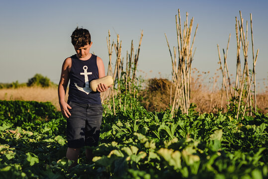 Preteen boy with squash walking among green plants in summer agricultural field