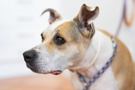 Cute scared dog on leash looking away and waiting for appointment in contemporary vet clinic