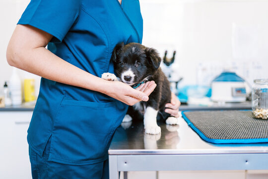 Unrecognizable doctor in blue uniform hugging cute puppy on table while working in modern veterinary clinic