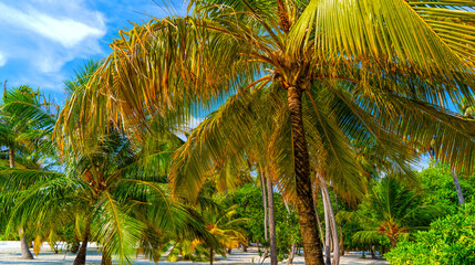 Fototapeta premium Beach summer vacation holidays background with coconut palm trees and hanging palm tree leaves