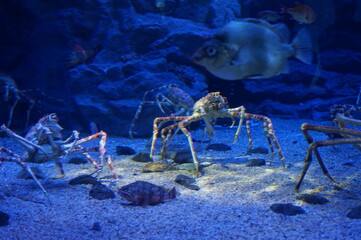 오사카 카이유칸 수족관 동물들