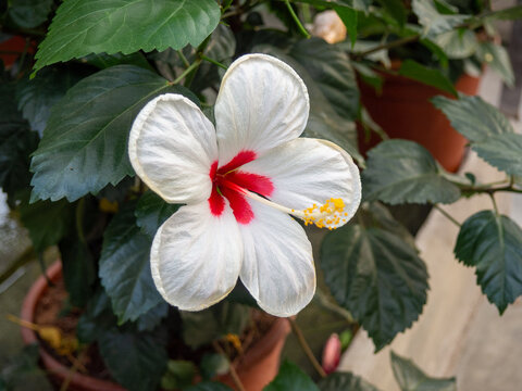 Flor grande con pistilo 