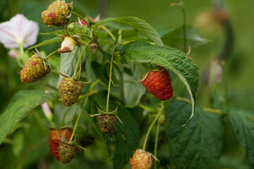 raspberries on a bush