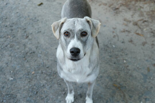 A beautiful dog looks at its owner. Focus to the dog looking alertly at the camera