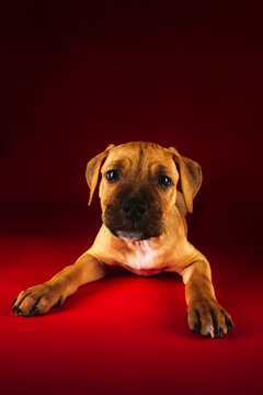 Cute puppy of American Pit Bull Terrier lying on floor in studio on red background