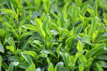 In spring, the green grass Polygonum aviculare grows