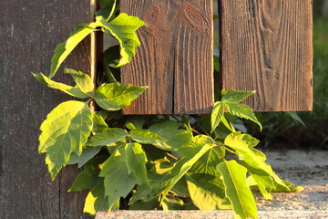 Pod płotem © Maciej Bonk