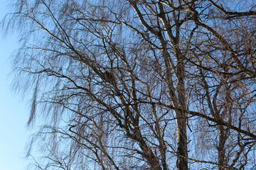 No leaves left on the tree branches with an autumn sky