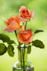 Three roses in a bottle on a garden table