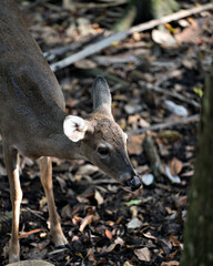 Deer Stock Photos. Deer head close-up view walking in the field exposing its  head, ears, eyes, nose, legs, in its environment and habitat. Image. Picture. Portrait.