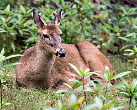 Deer Stock Photos. Deer close-up, looking at the camera, resting while  exposing its head, antlers, ears, eyes,  in its environment and habitat with a foliage background. Image. Picture. Portrait.