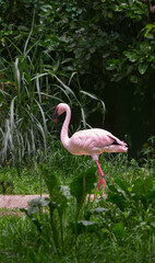 Flamenco enano (Phoeniconaias minor) aislado posado entre la vegetación a la orilla del agua. Es rosa. Tiene una a nilla azul en la pata.