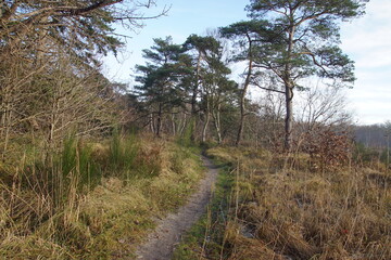 A path through the dunes along pines and broom in December in the Netherlands near the Dutch village of Bergen.