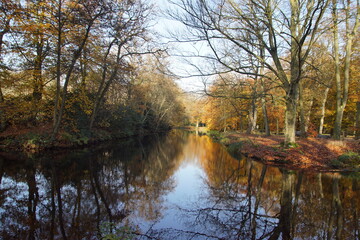 Forest in autumn with reflection of the trees in the water. November in the village of Bergen, Netherlands.